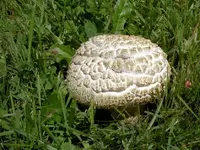 Copy of Horsemushroom 006 v.webp