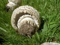 Copy of Horsemushroom 003v.webp