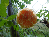 P1200587.webp