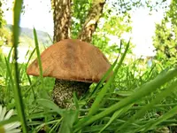 Birkenpilz dick v.webp
