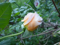 P1200371.webp