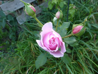 P1200275.webp