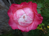 P1200508.webp