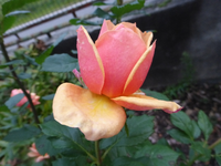 P1200511.webp