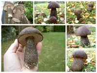 Birkenpilz collage v (1).webp