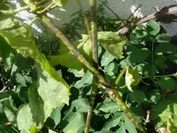 k-P1080285.webp