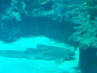 aquarium 025.webp