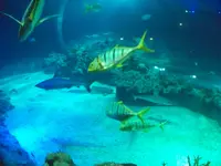 aquarium 027.webp