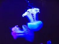 aquarium 059.webp
