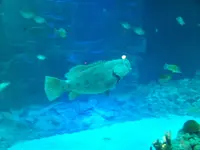 aquarium 073.webp