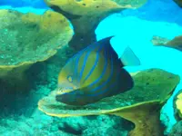 aquarium 068.webp