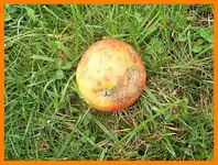 273.webp