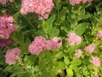 BILD3493.webp