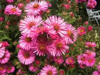 BILD3494.webp
