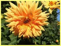 052.webp