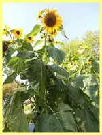 067.webp