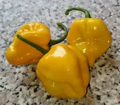 moruga.webp