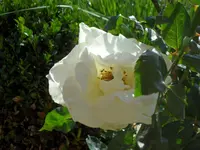 SAM_5509.webp