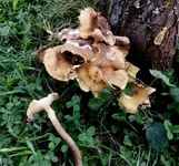 Pilze.webp