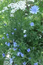 wegwarte, bertramsgarbe.webp