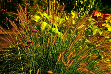 Lampenputzer_Verbene_Herbststimmung_640.webp