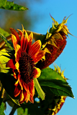 Sonnenblume in der Morgensonne_700.webp
