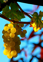 Weintraube im Morgenlicht_Stilleben_Herbst_700.webp