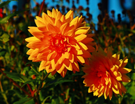 Dahlie_Glory_in der Morgensonne_zwei_Blüten_700.webp