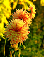 Dahlie_gelb_rot_Gesprenkelt in der Morgensonne_700.webp