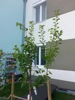 baum klein.webp