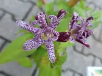 P1200565.webp