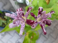 P1200580.webp