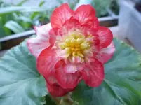 P1200805.webp