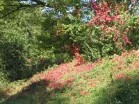 008.webp