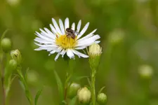 Strahlenaster_27908.webp