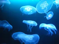 Kamera 2011, 2012 193.webp