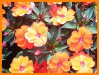 077.webp