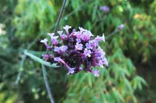 DSCF7968 (2).webp