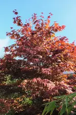 DSCF7964 (2).webp