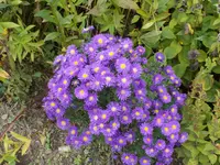 nikon 20140924 037.webp