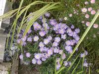 nikon 20140924 031.webp