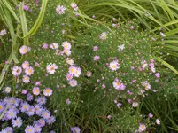 nikon 20140924 035.webp
