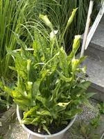 fotos 048.webp