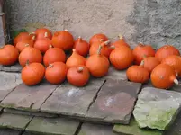 001.webp