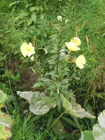 002.webp