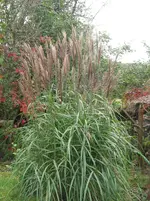 004.webp