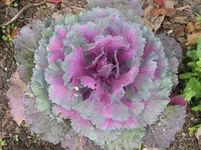012.webp