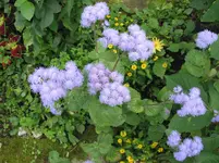 014.webp
