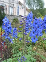 016.webp