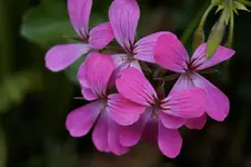 _DSC7285.webp